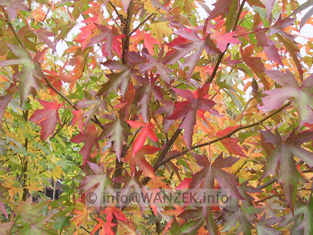 Liquidambar styraciflua Worplesdon 01.JPG
